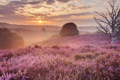 Detox Retreat Veluwe (small)